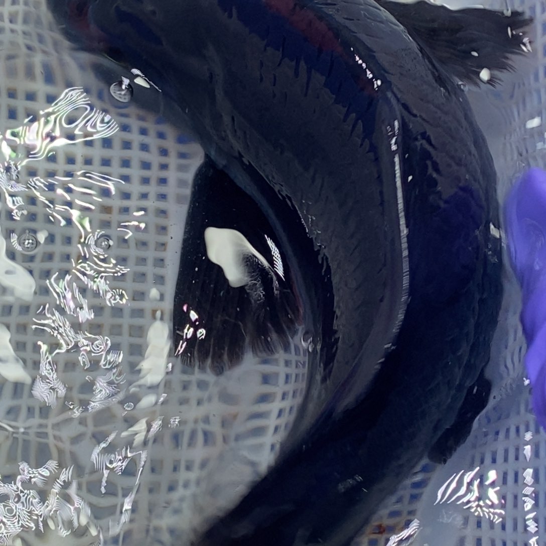 锦鲤冷水锦鲤包邮