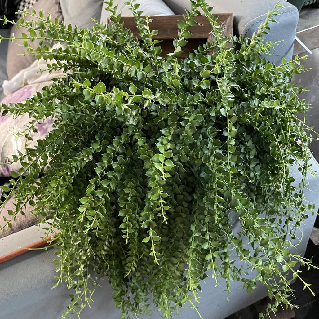 爱心叶片小铃铛花朵好养活的百万心板植室内垂吊绿植