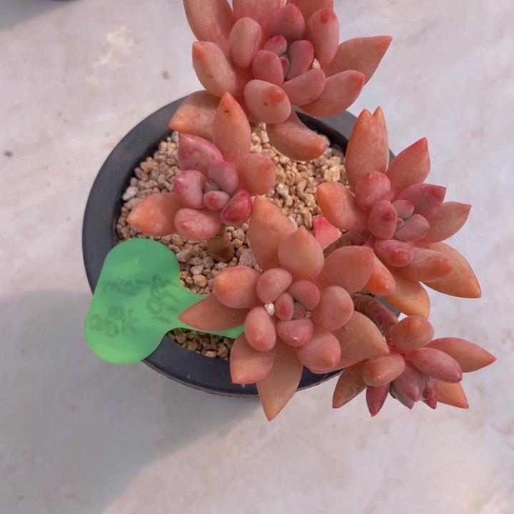 健健康康平平安安