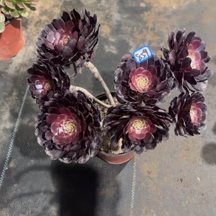 一物一拍多肉黑萝莉丛林朵859