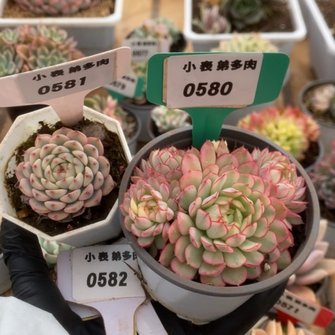 J*580-581-黄覆轮梦幻玫瑰-姬莲