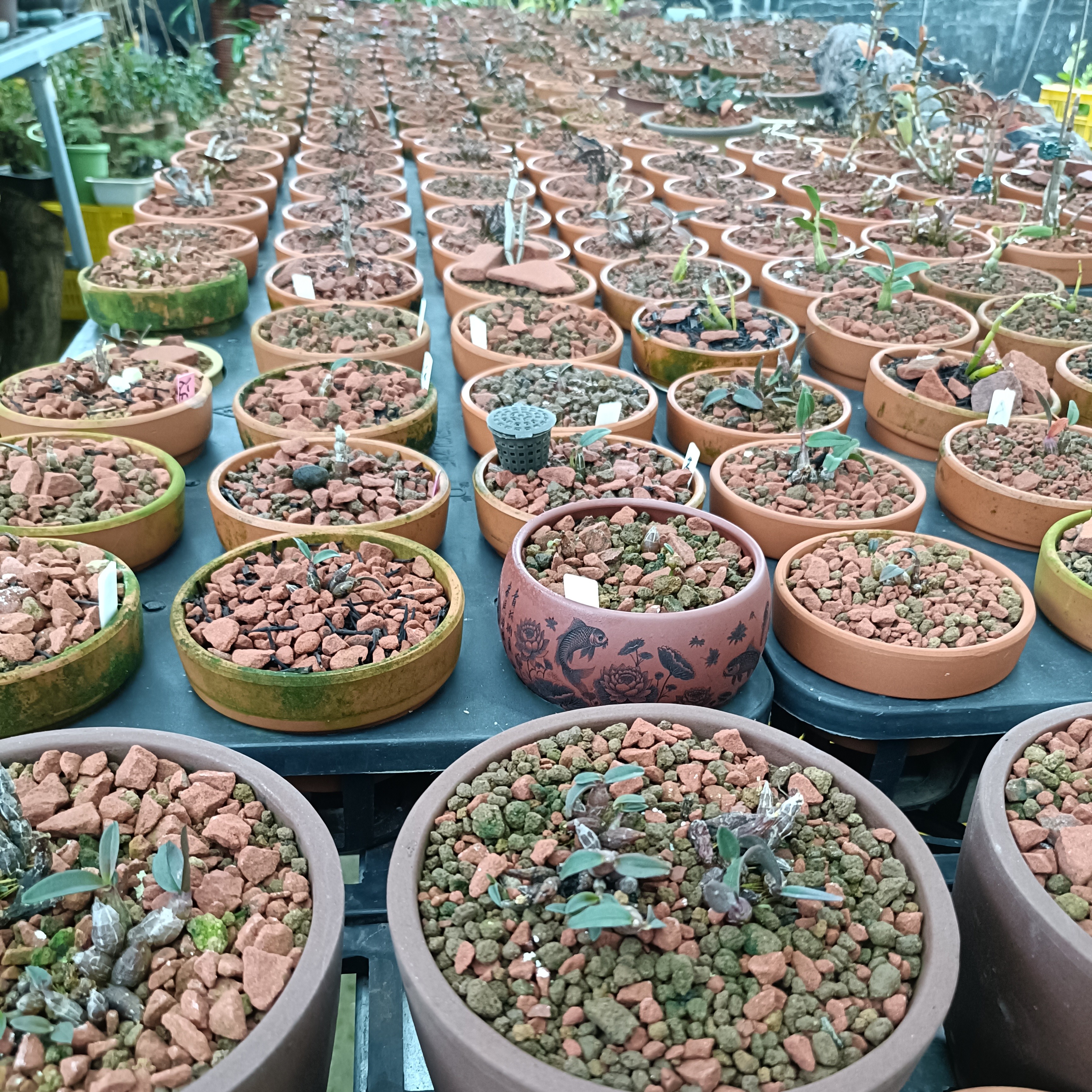 一物一拍丹霞白花米（鲜活植物拍出不退不换，看好再下单）