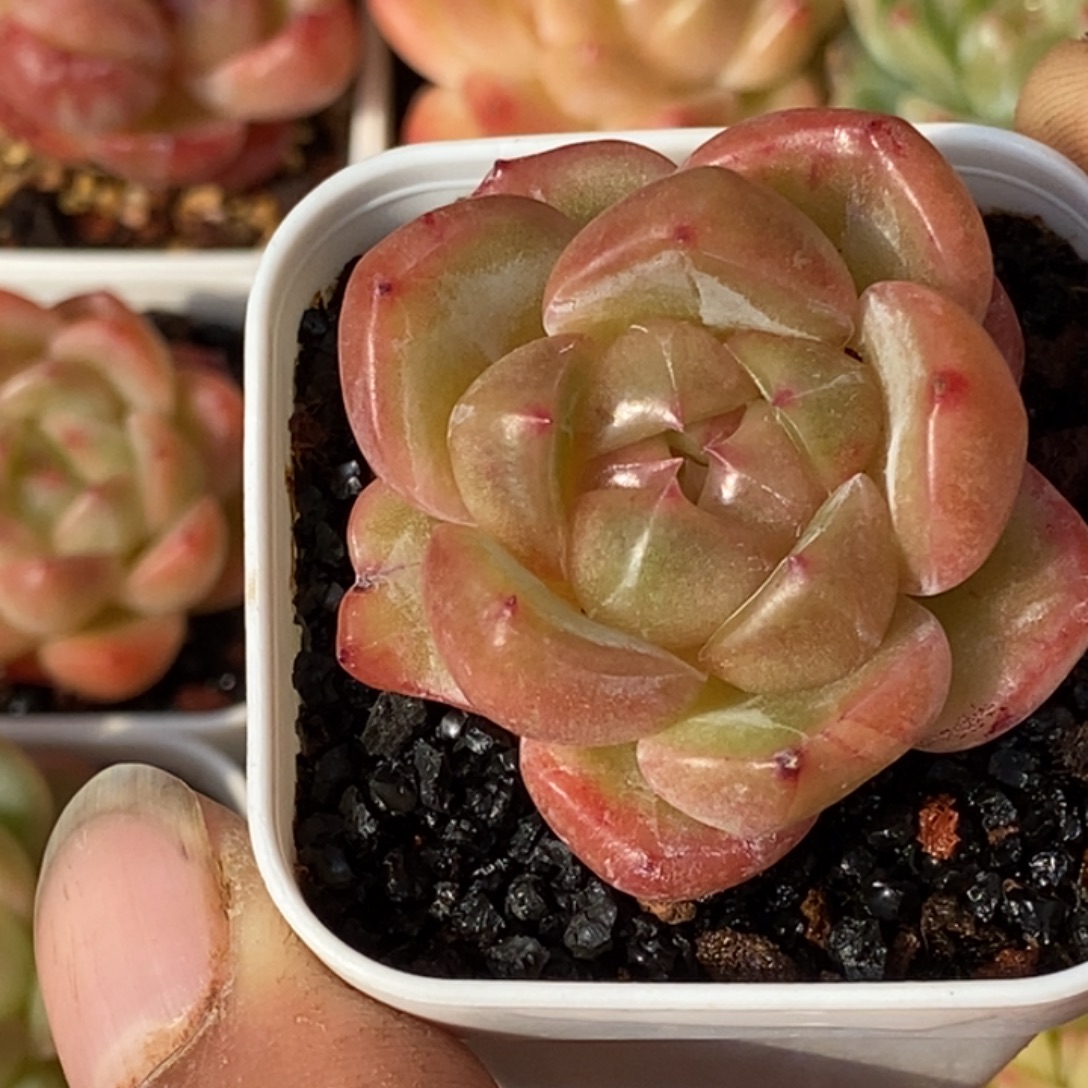 天官赐福百无禁忌