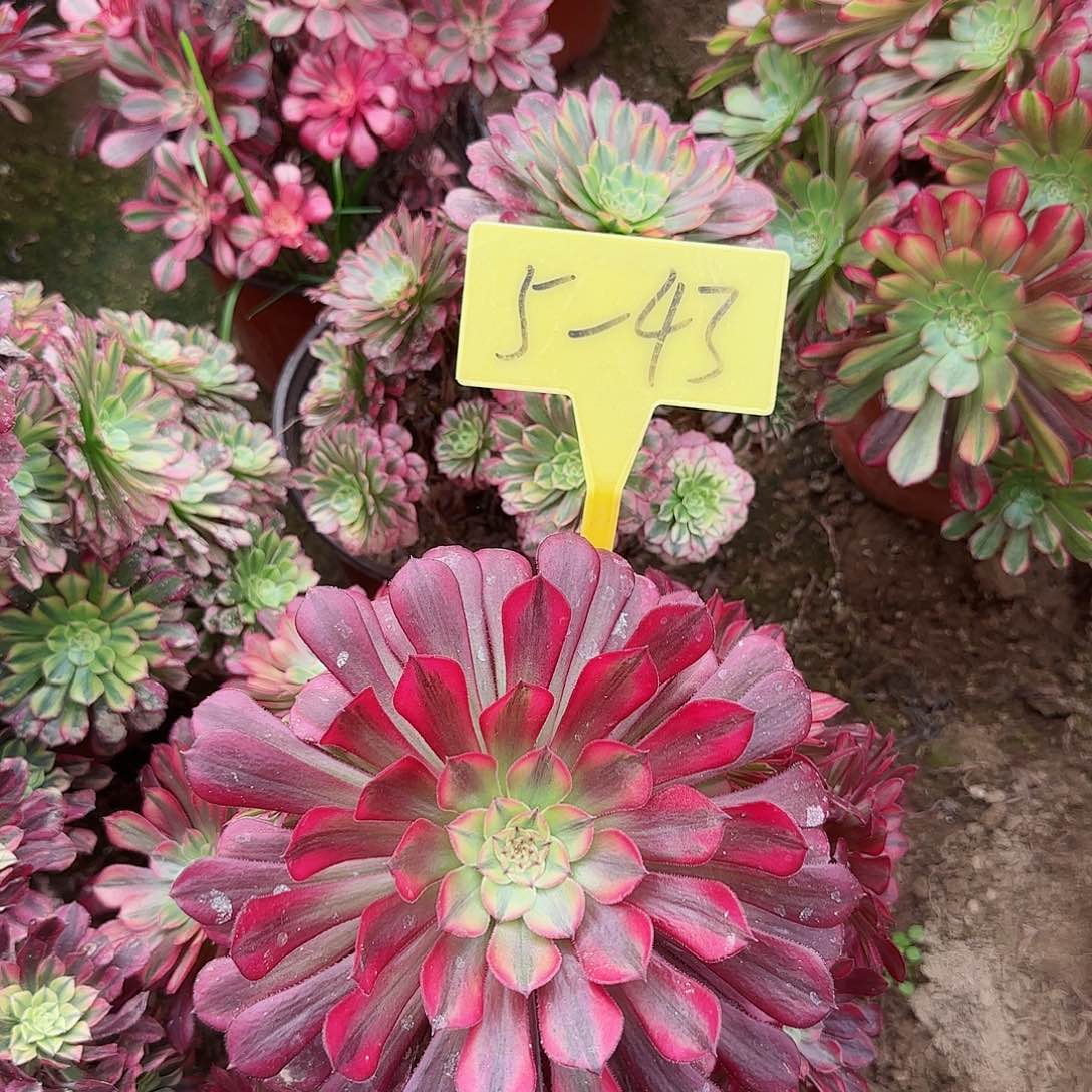 5-43---多头多肉植物