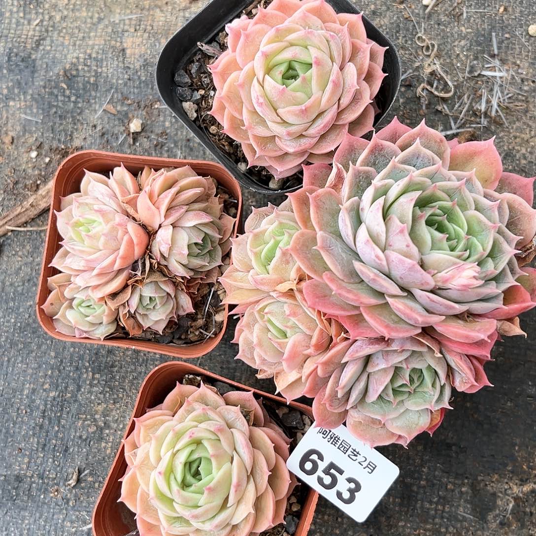 阿雅园艺。      653