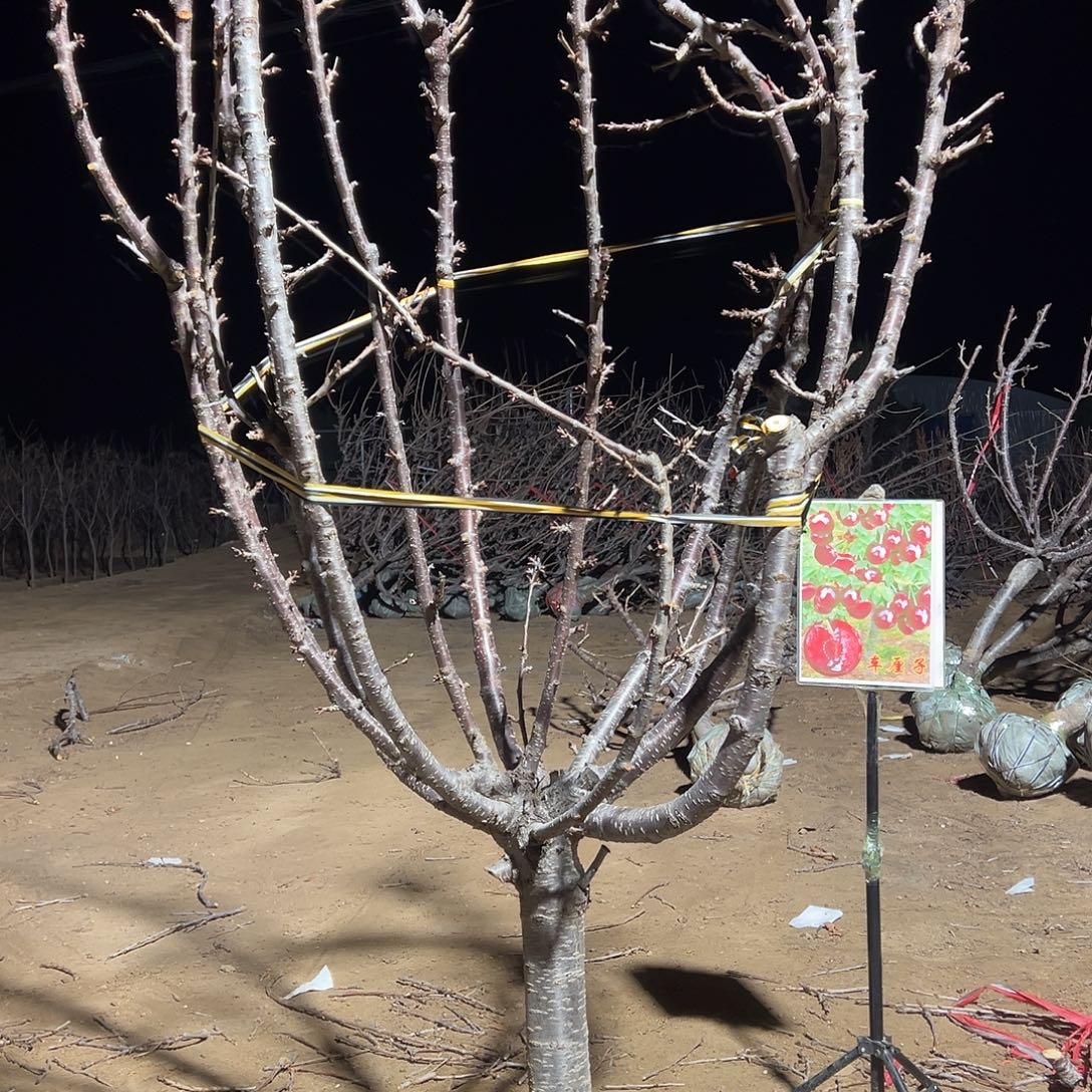 心***缘完全开放车厘子树专拍链接