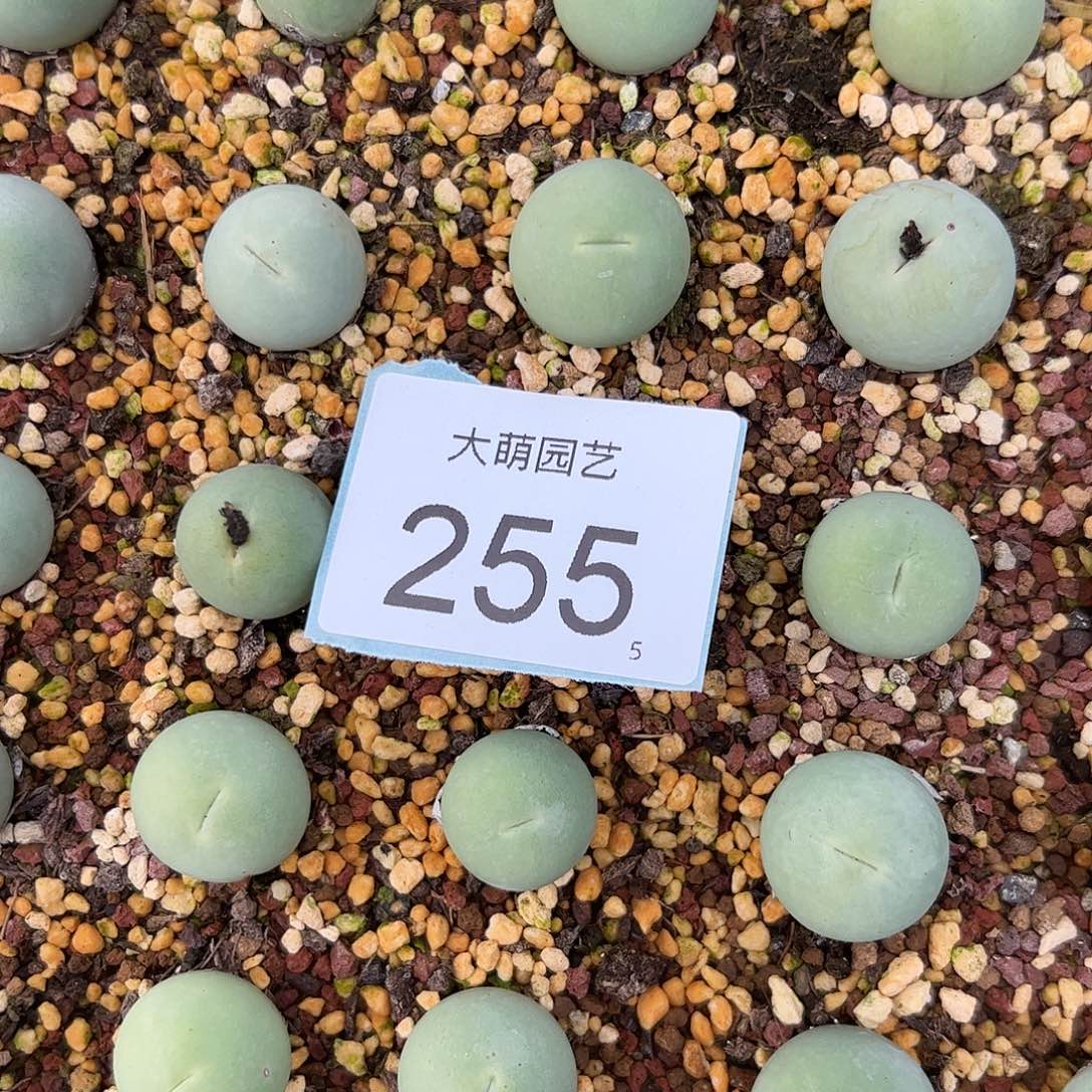 0000255量拍母本大哥子蛋1颗尺寸1.8上下