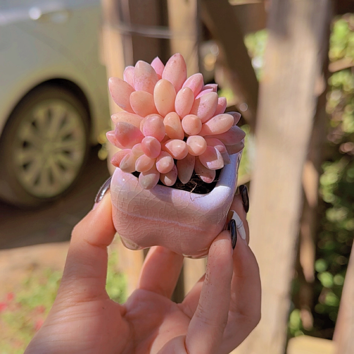 星黛露多肉植物3-4cm