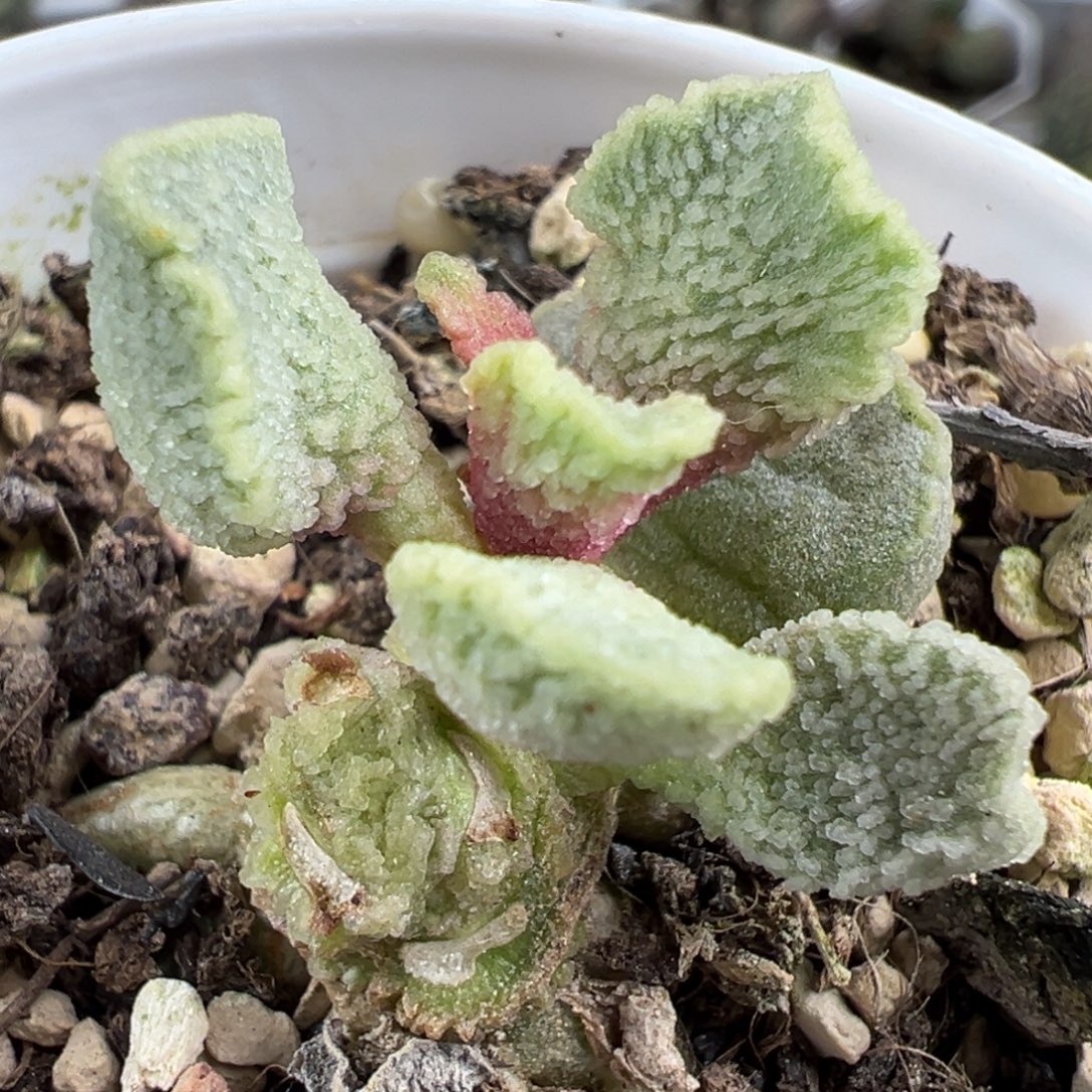福利款实生单头纯木质桩多肉植物