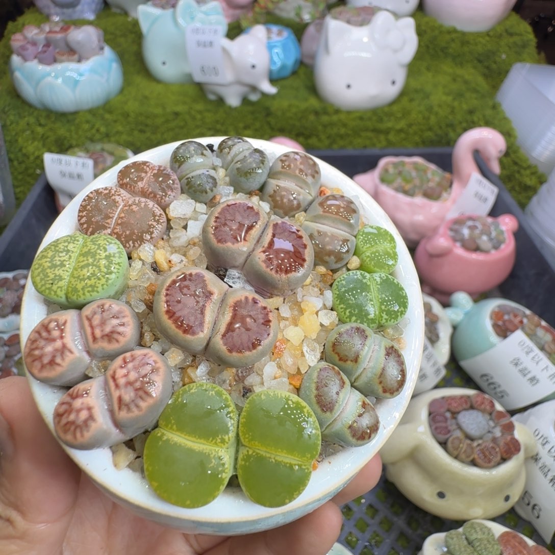 明***天多肉植物福利冲672