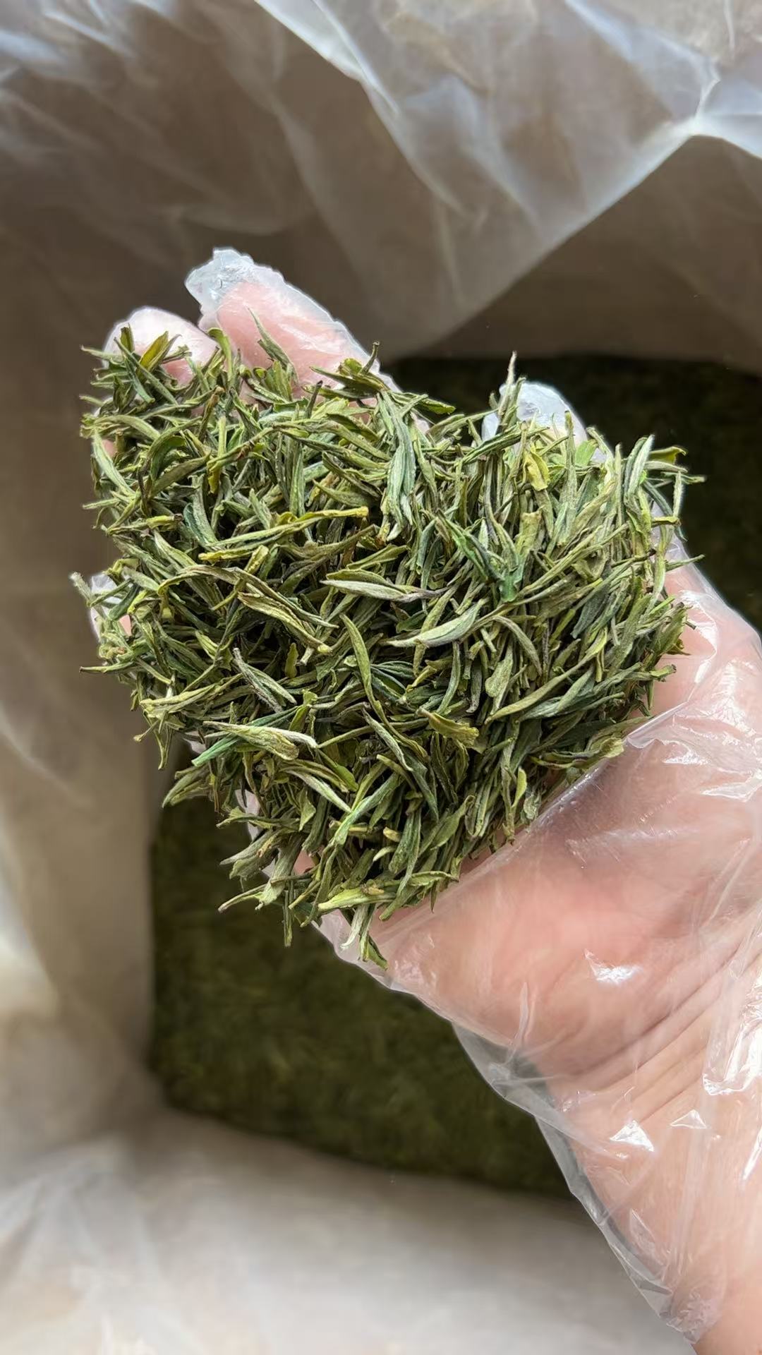 2025新茶 霍山黄芽 高山茶浓香耐泡 250g-500g 袋装 