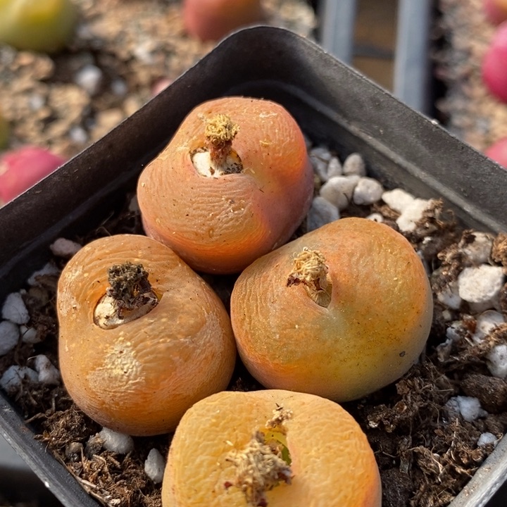 29136一组一组一组