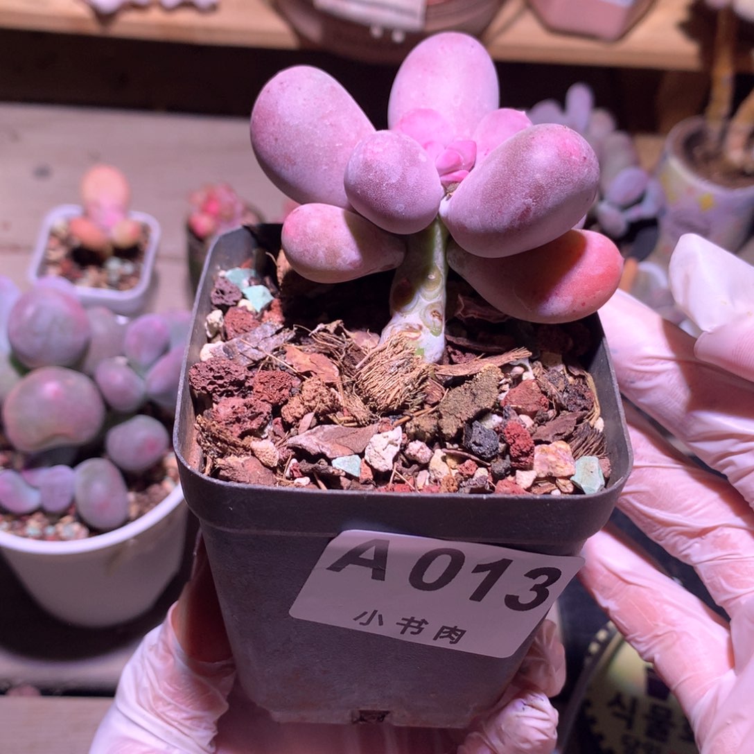 米可奶酪多肉013米可奶