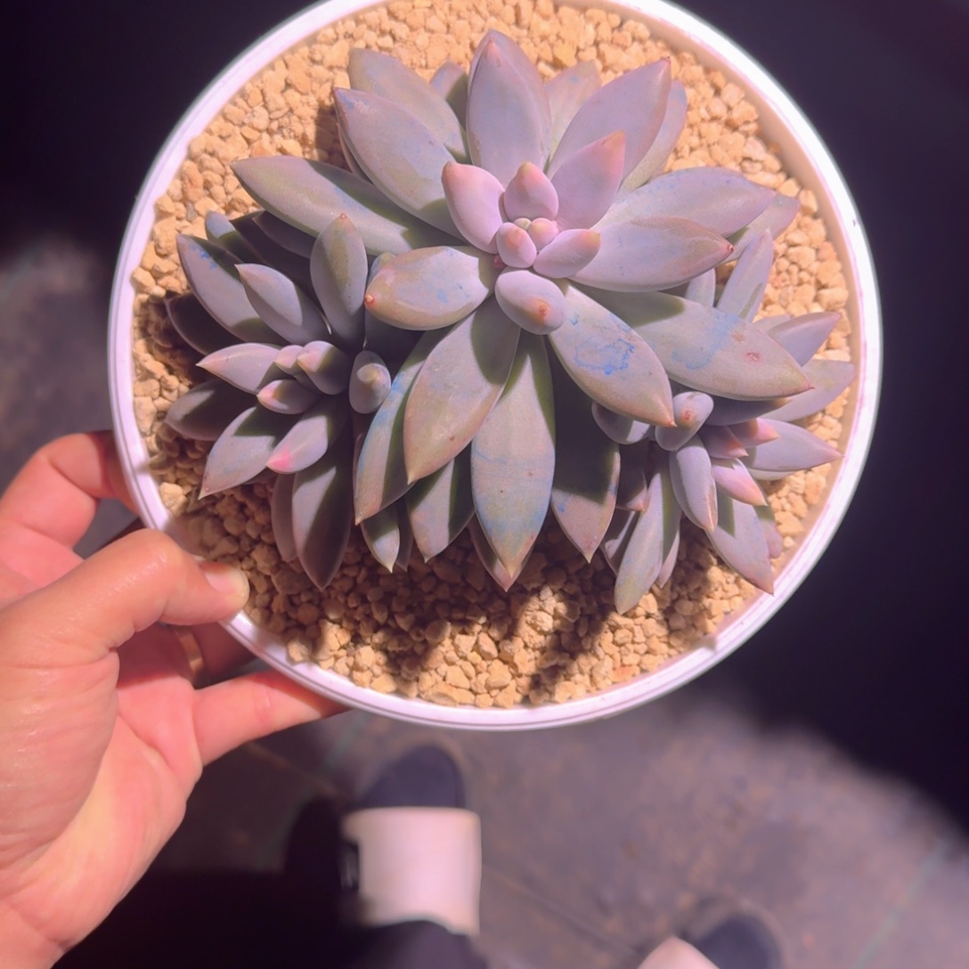 焦糖体 哥特 3头 一物一拍