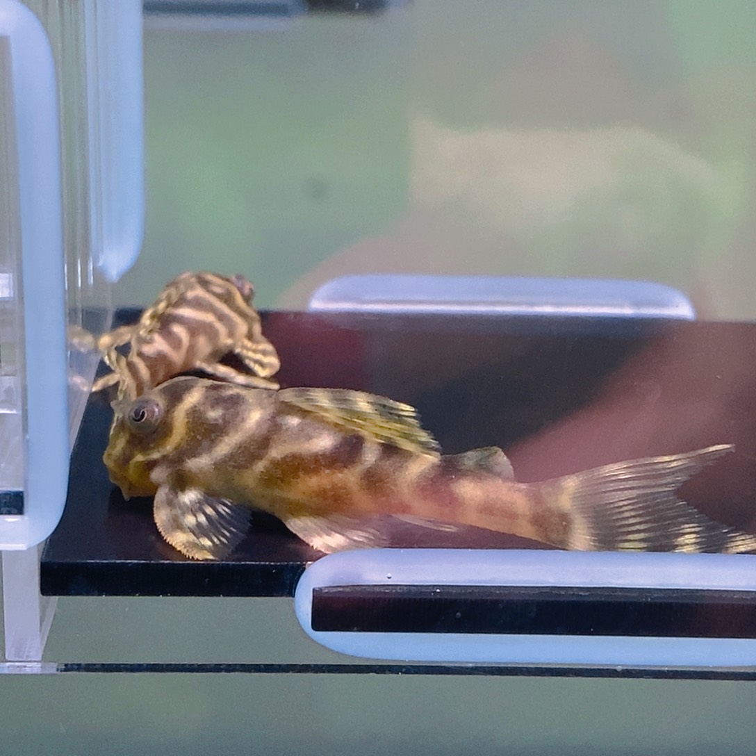 清道夫鱼40号异型