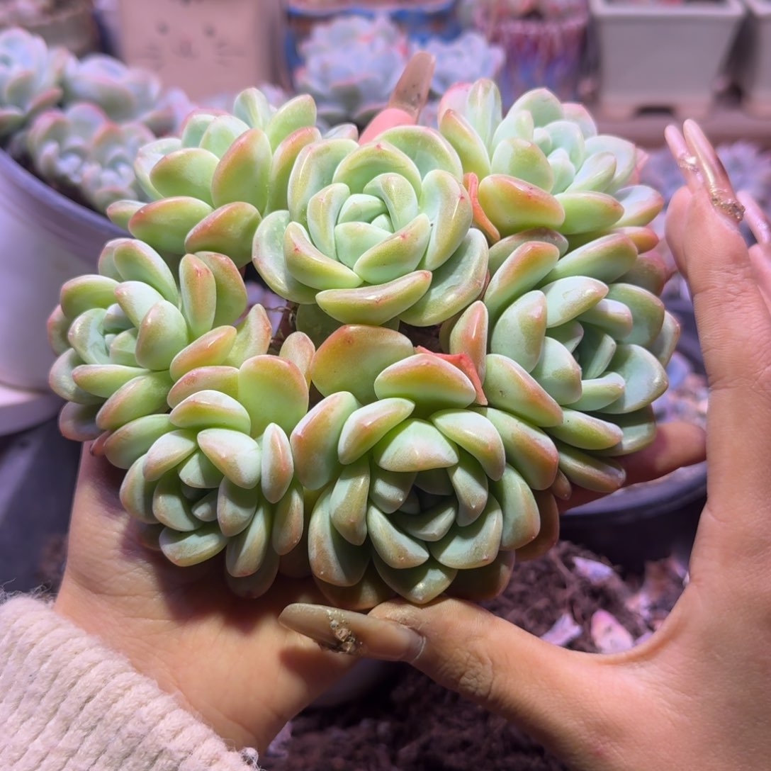 温*～冰玉群生趴地老桩50