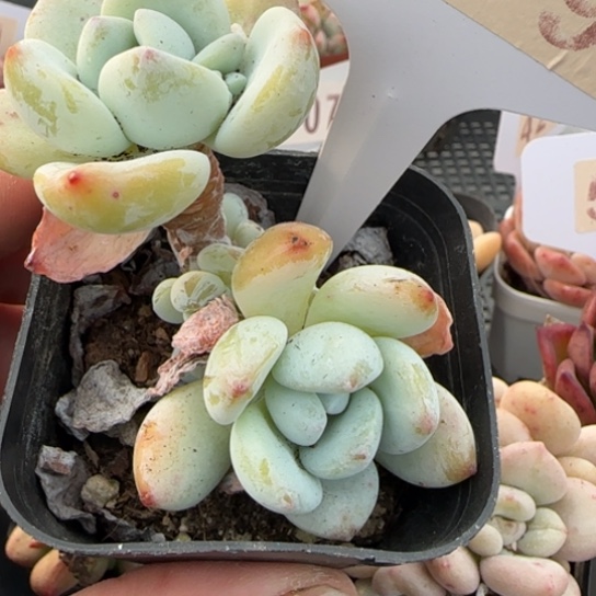 509冷香一物一拍多肉