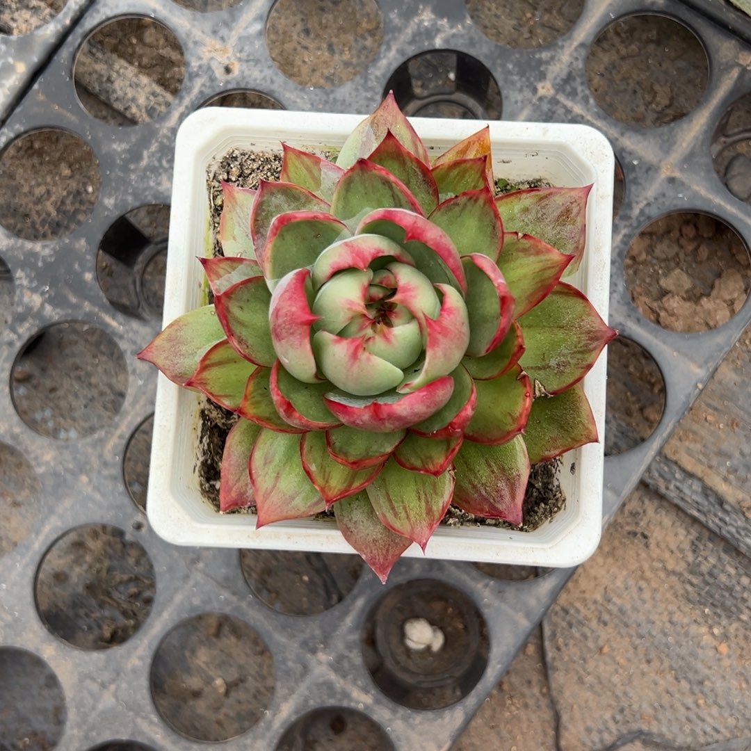 惊鸿仙子多肉植物