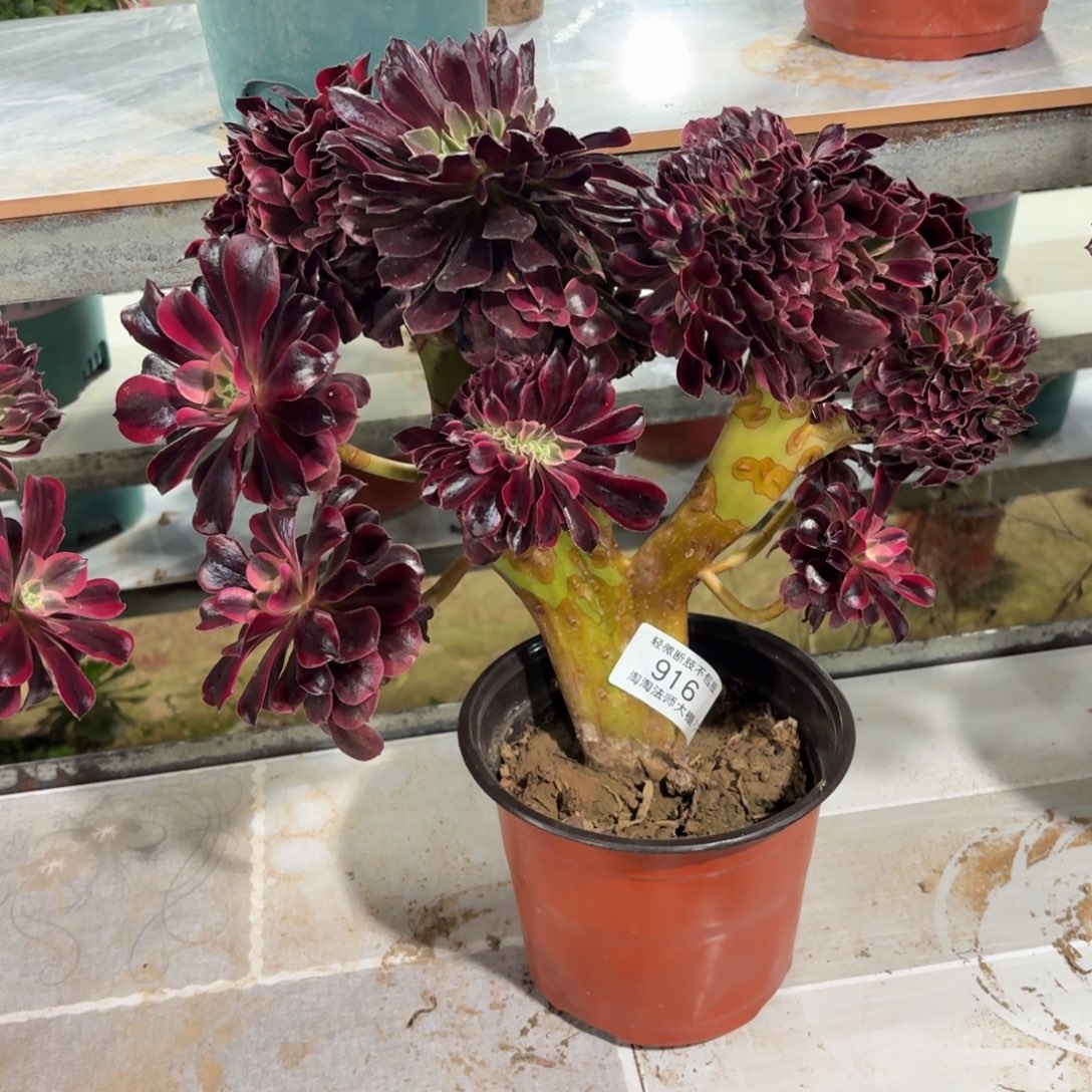 916美杜莎缀化多肉植物