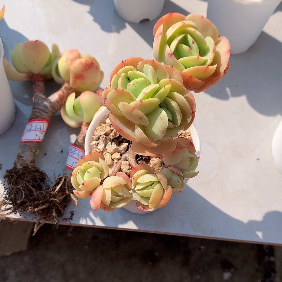 鸡蛋碧桃多肉植物