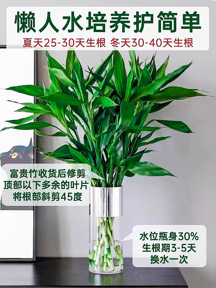 【直播】富贵竹水培植物客厅招财花卉绿植室内盆栽观音竹带根转运竹
