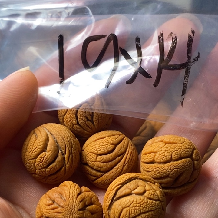 文玩核桃手串秦岭野生龙纹桃核19