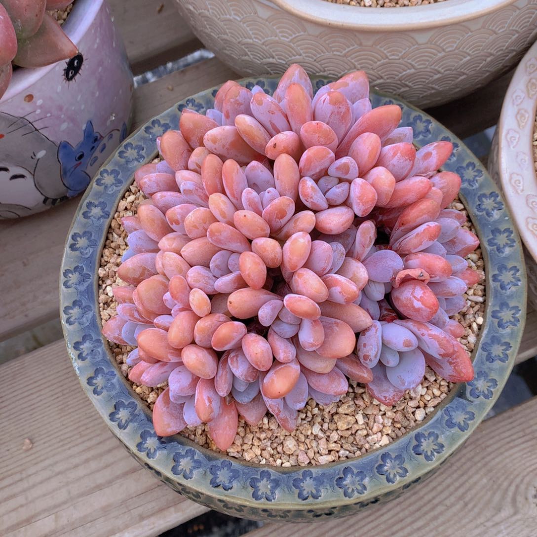 逸园精品多肉粉兔朵缀