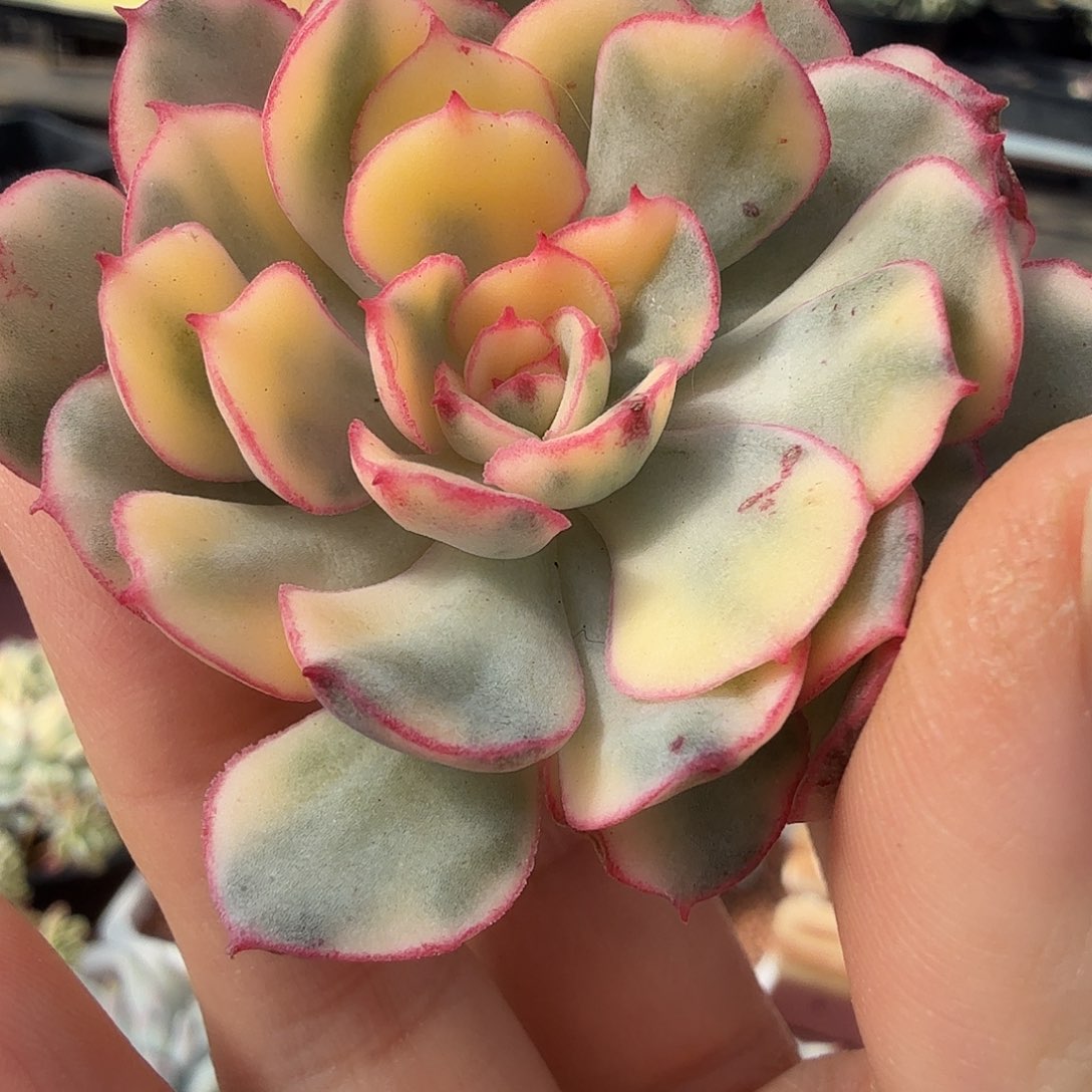 般若锦，多肉植物。