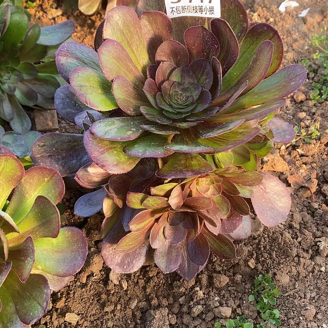 717花月夜多肉法师锦