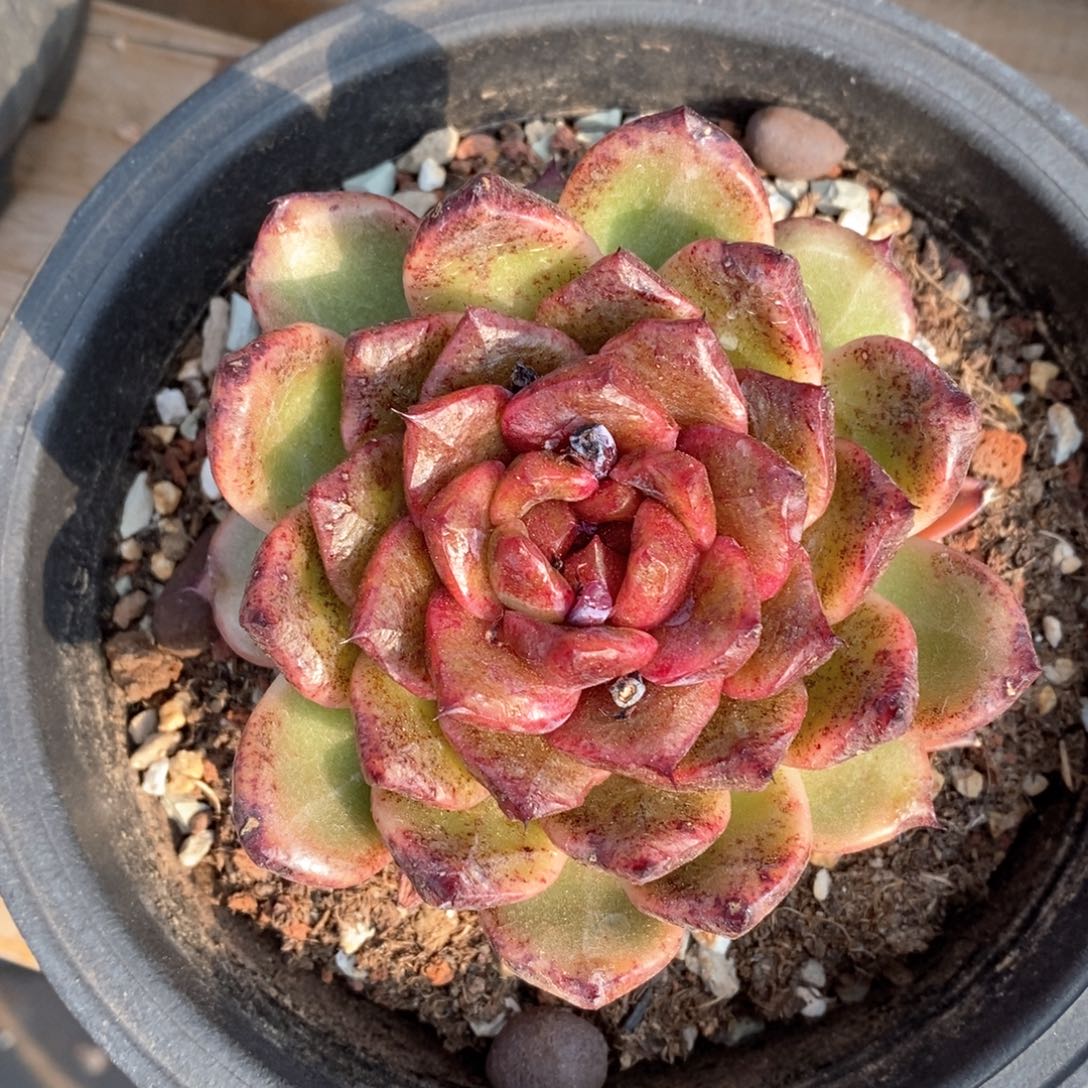 精品多肉一物一拍不包整193