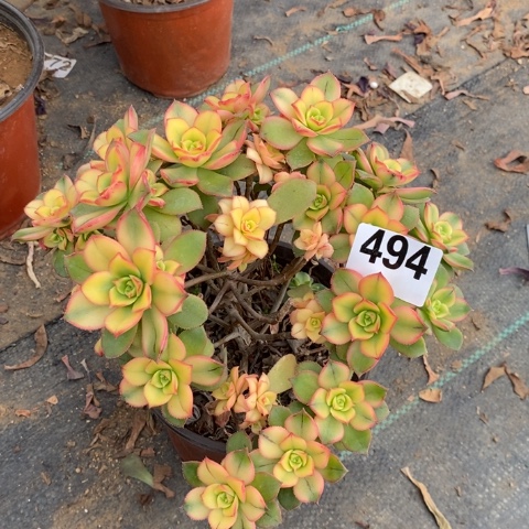 艳日辉砍头桩多肉不包损