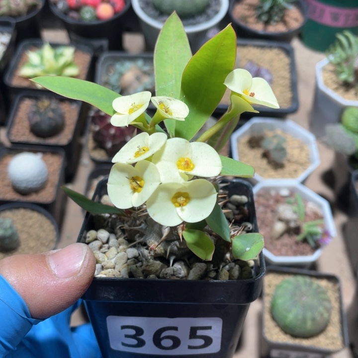 365美花恋珠大戟多头