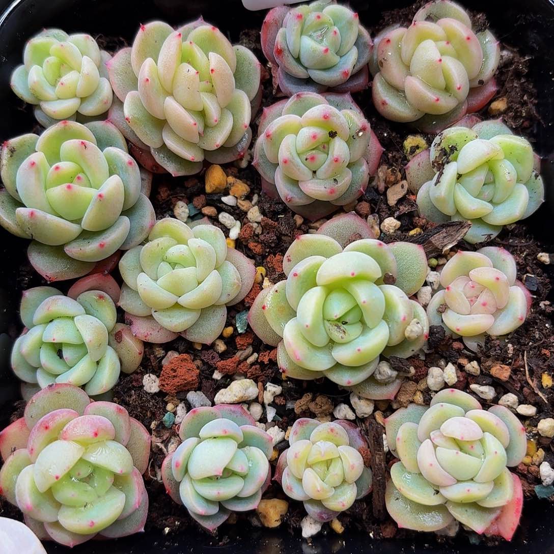 多肉植物多肉植物912