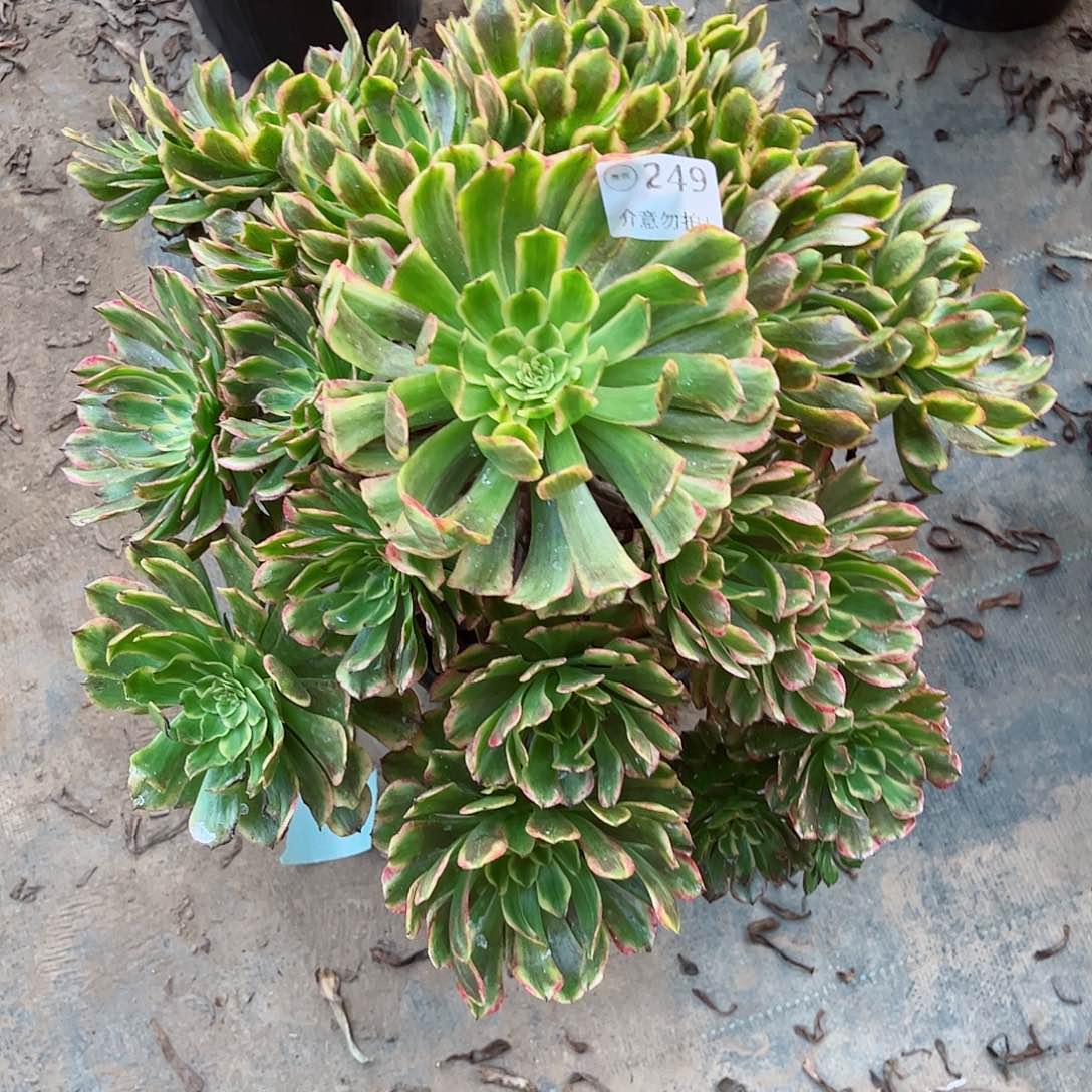 无花朵吉**?多肉植物奥黛丽249