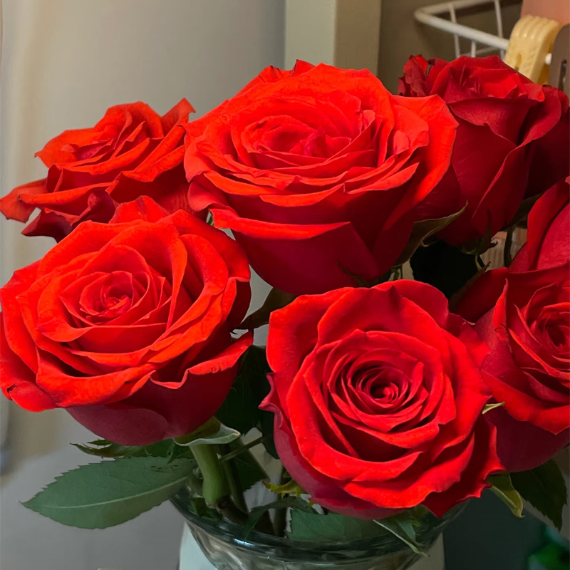 【珍爱】单头玫瑰新鲜鲜花花束云南鲜花基地直发适合客厅装饰