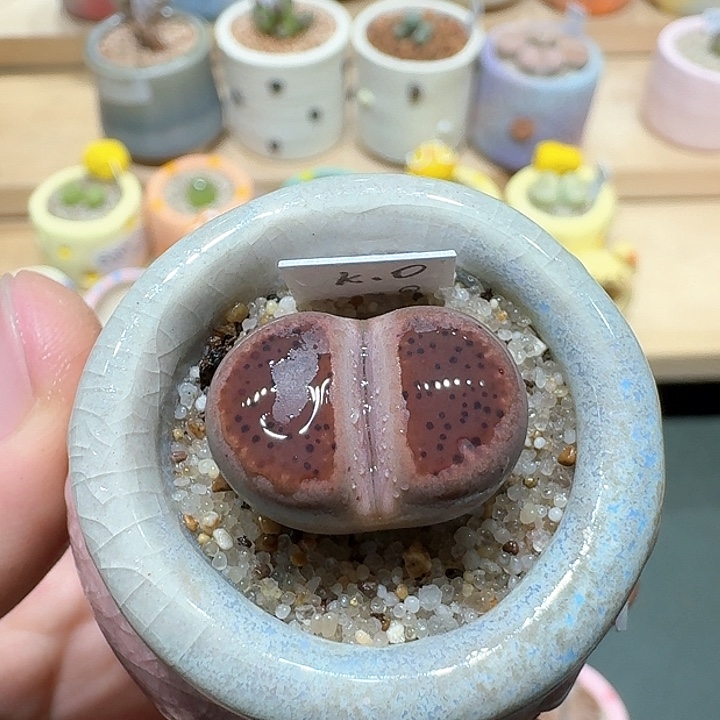 红陶蘑菇319一颗ko