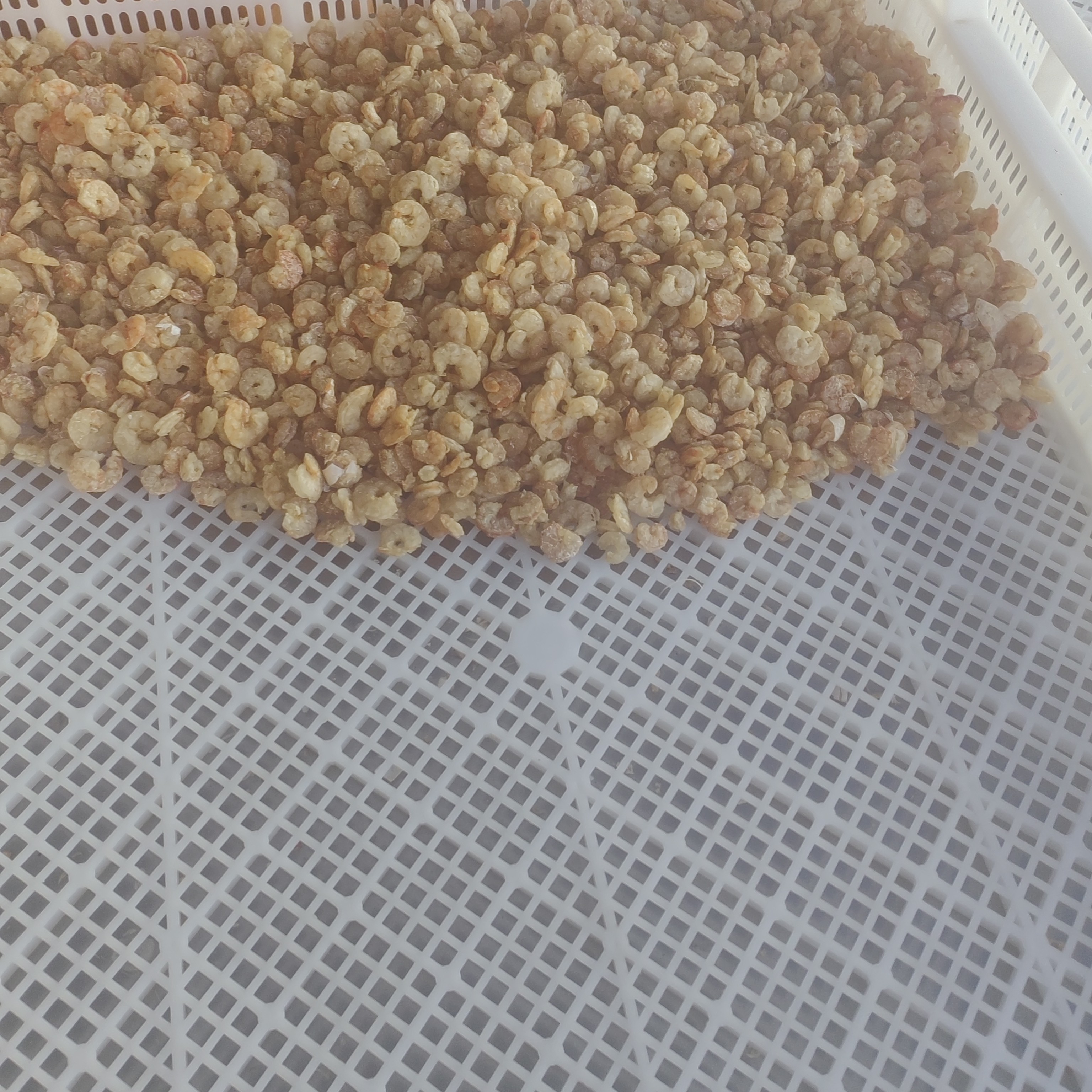 福建连江野生虾（干的自家晒无添加）250g