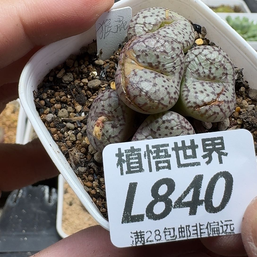 多肉植物的人生fgb