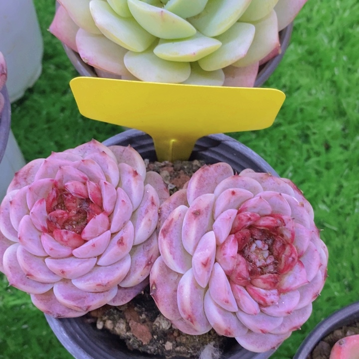 多肉植物，开心多肉