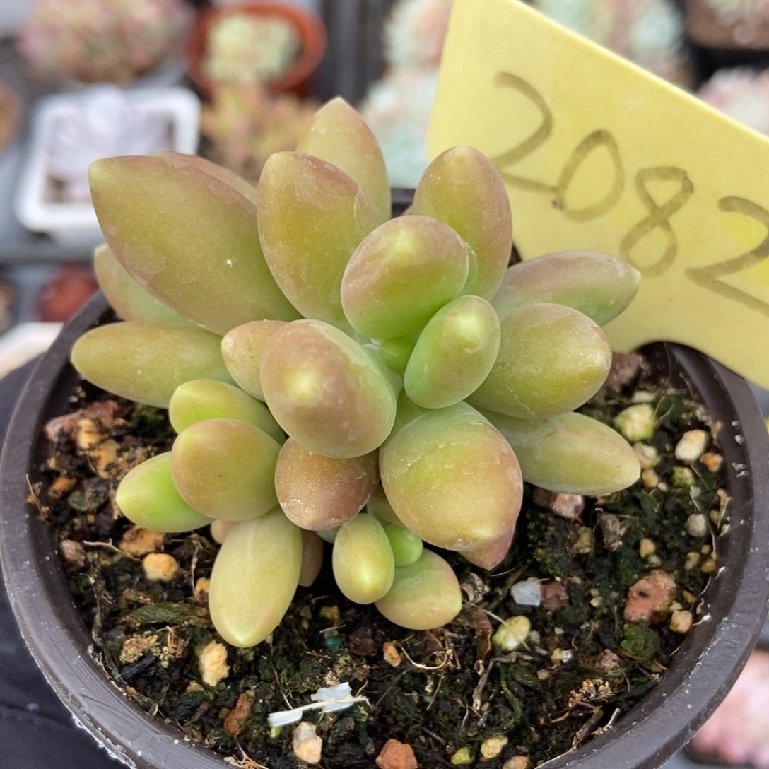 2082芒果美人多肉植物