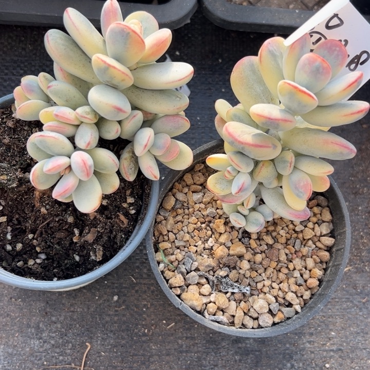 无花朵410号福娘锦两个无砍