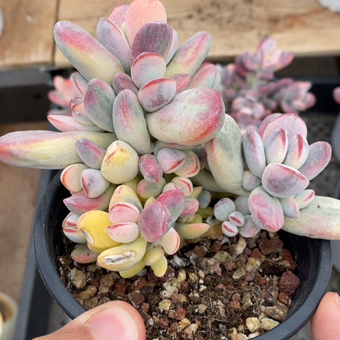 乒乓福娘锦多肉植物3号