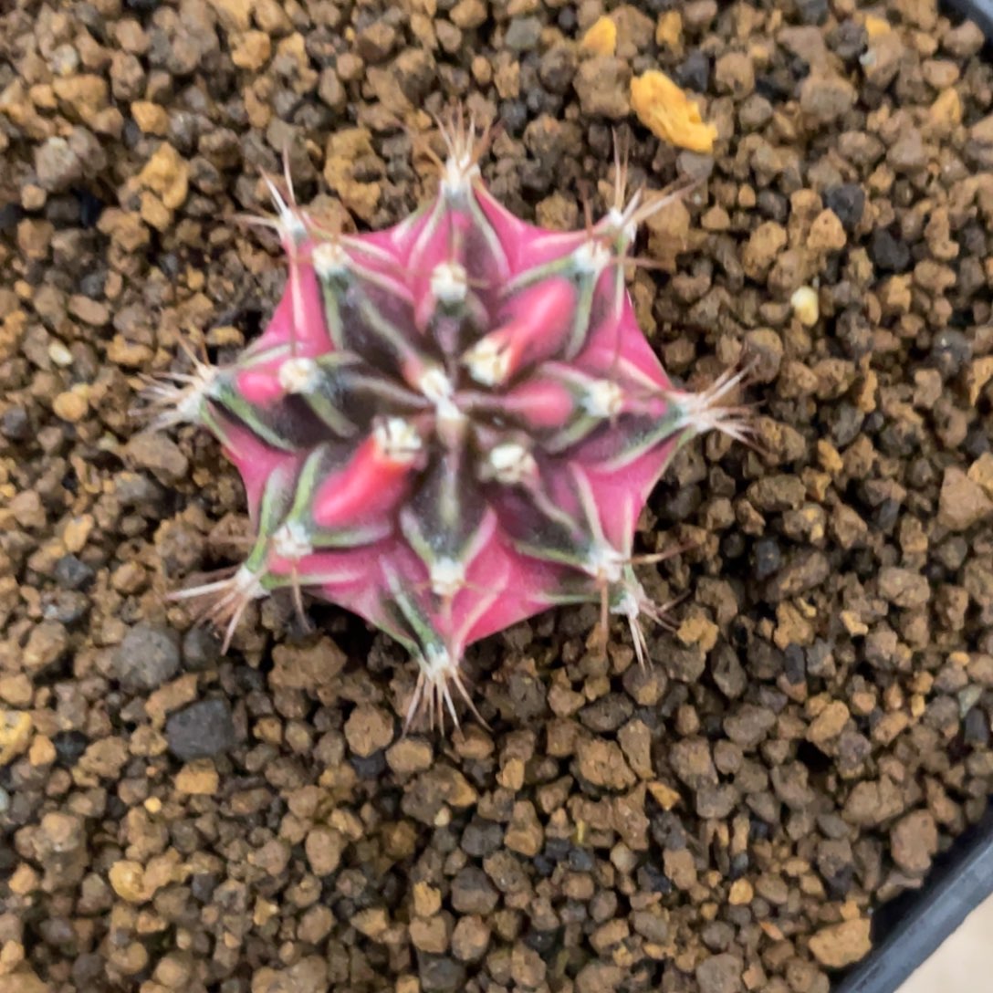 当前无花朵，栽培后可花朵粉臀虎斑锦