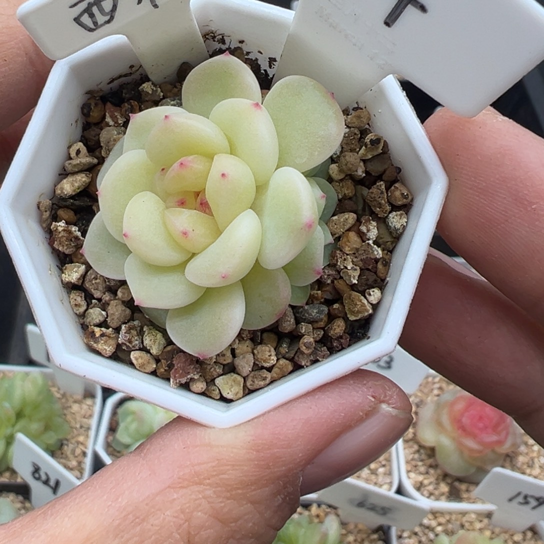 柰***柰114号西柚甜心晗雨多肉