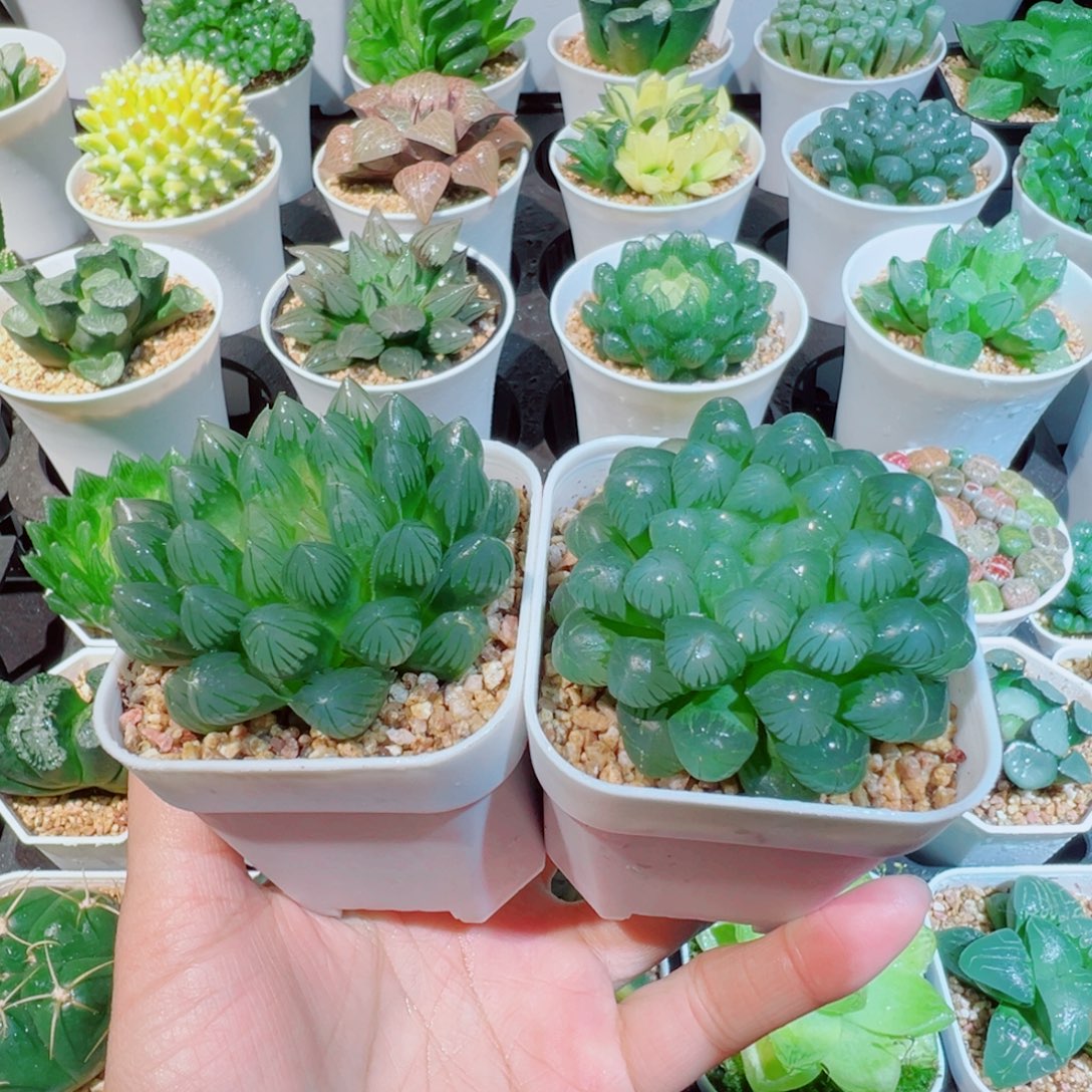 组合黑姬玉露、大号小叶冰灯