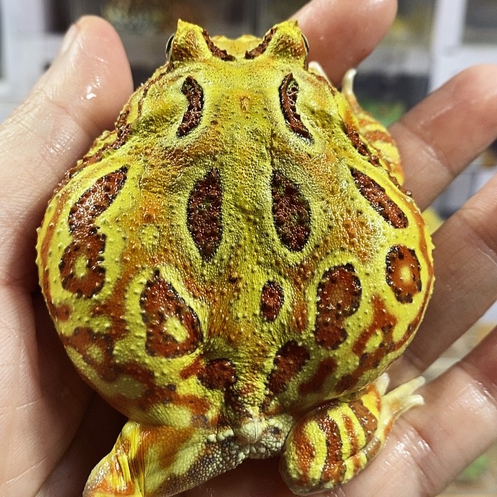 角蛙406号原色角蛙