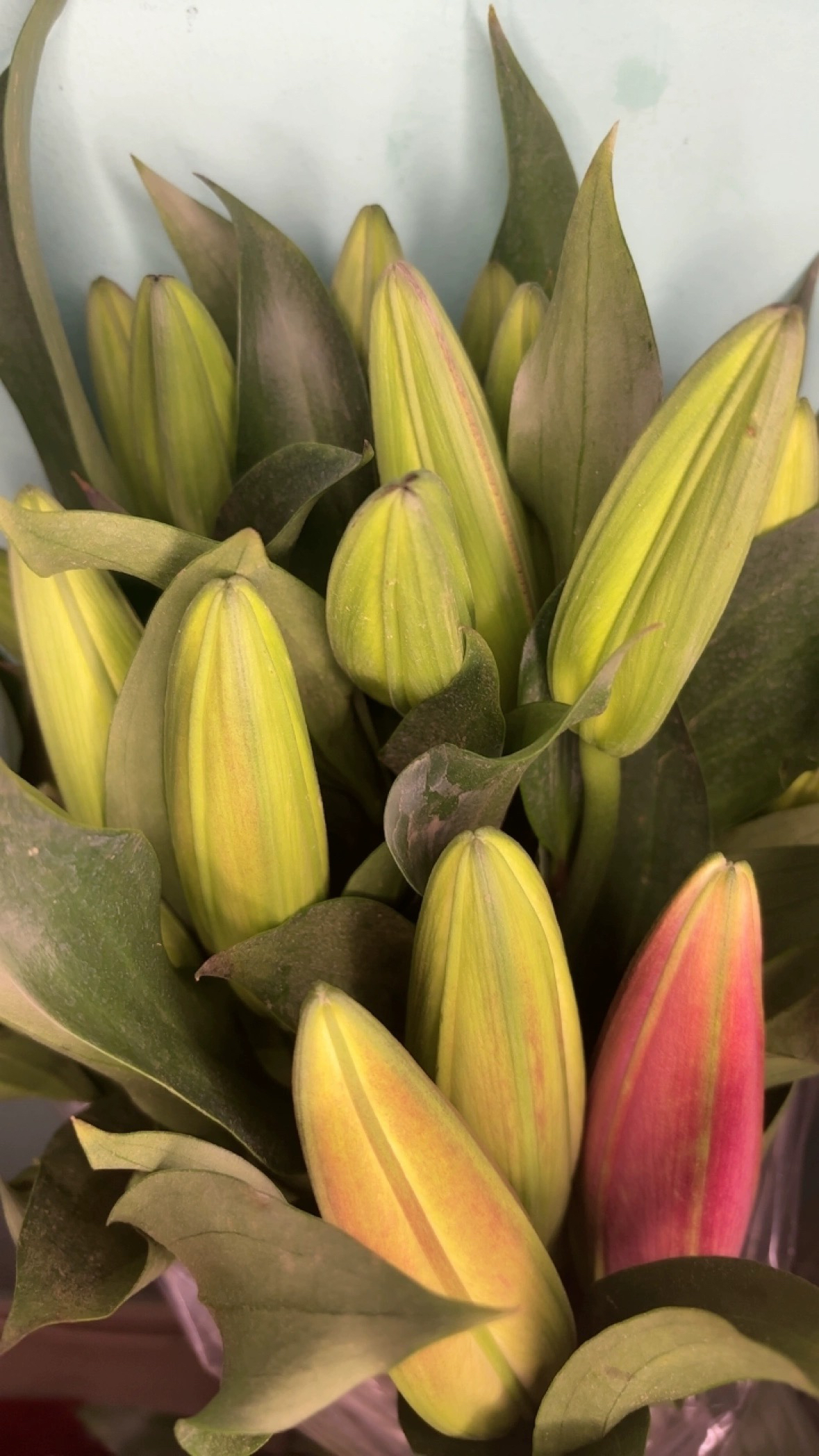 云南百合园花卉【第一红】香水百合鲜5支15花苞花束水养家用插花