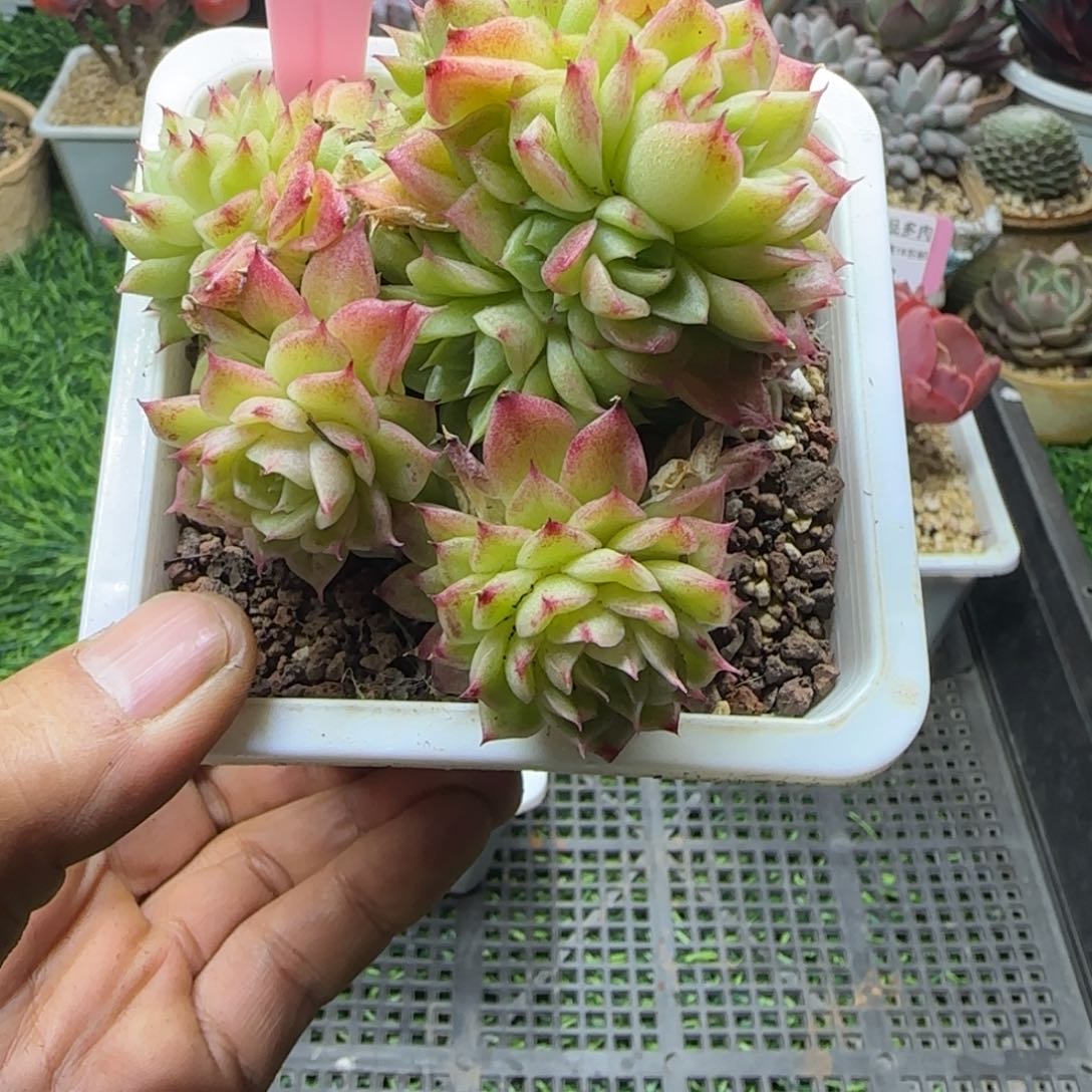 锦安精品多肉编号239