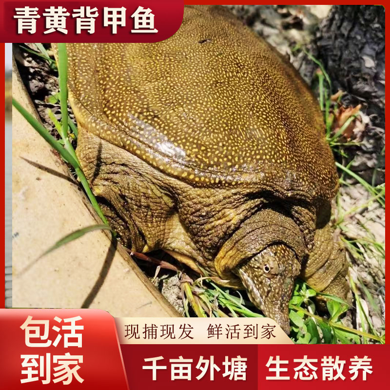 自然生长生态老鳖外塘野养团鱼大甲鱼鲜活食用水鱼王八新鲜冷水
