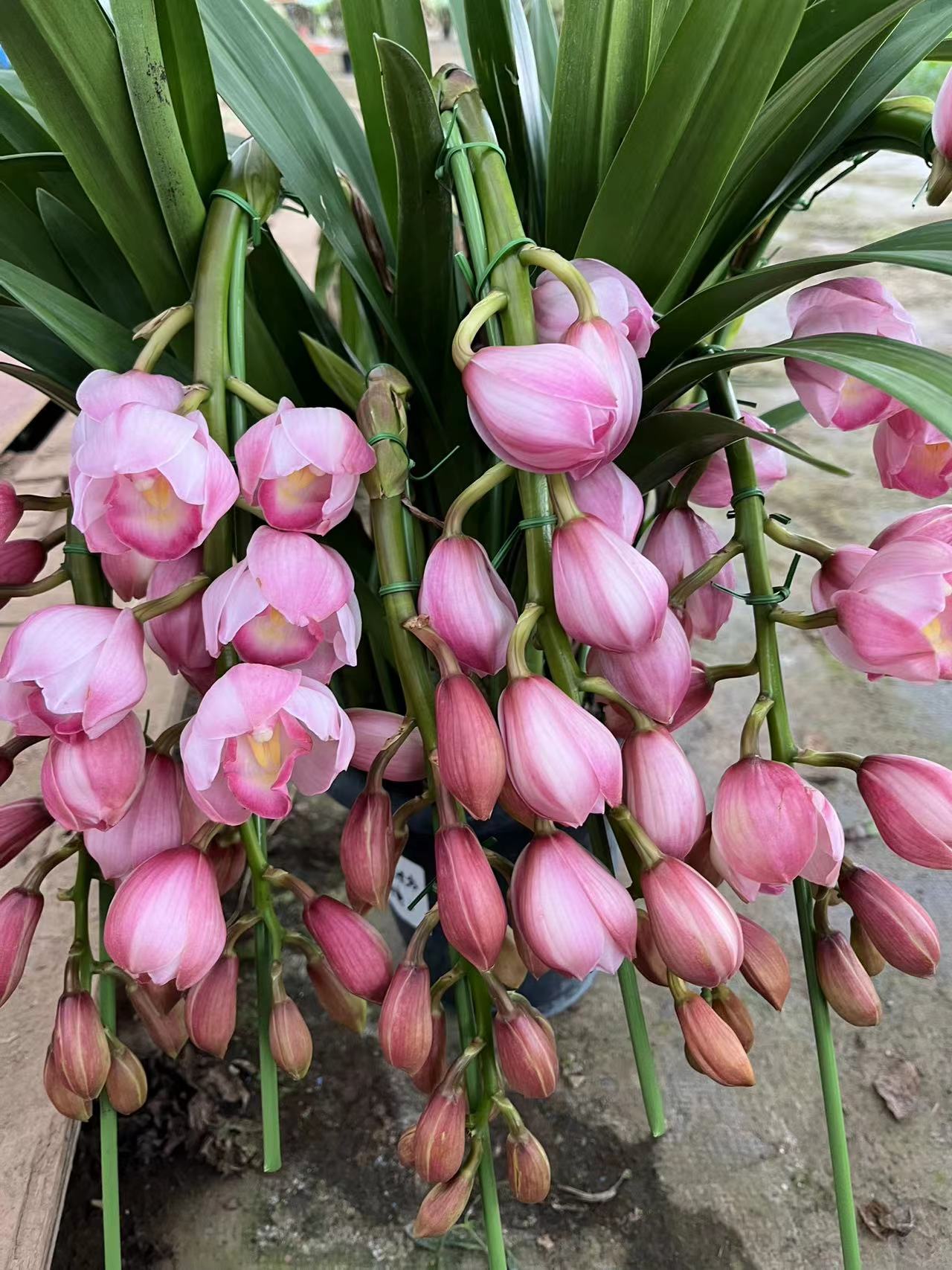 粉色大花蕙兰《六朝金粉》室内好养带香味带花苞绿植盆栽